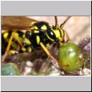 Banchus sp - Schlupfwespe 05b 12mm OS-Wallenhorst-Lehmkuhle.jpg